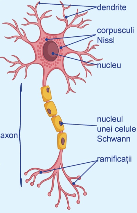 Dendrite cu corpusculi Nissl