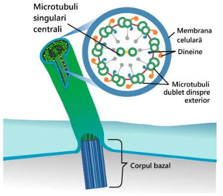 Diagrama structurii corpului bazal al cilului