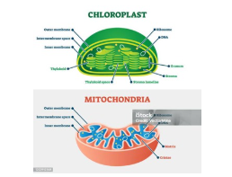 Cloroplast