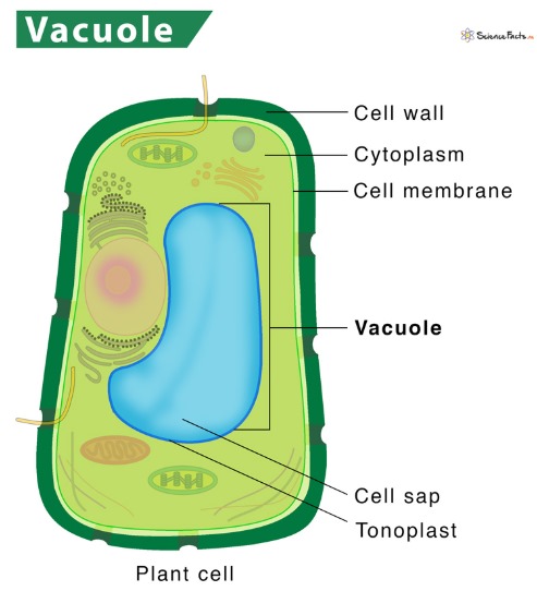 Vacuolă din celulă vegetală