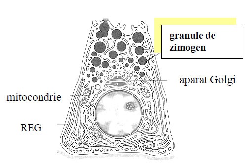 Granule ergastice